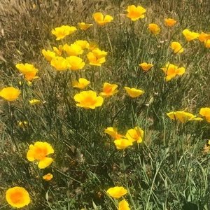 Meet your Posher, Suzanne